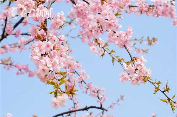 來(lái)自前輩的祝賀！塔圖姆：頒發(fā)總冠軍戒指時(shí)加內(nèi)特在我耳邊尖叫